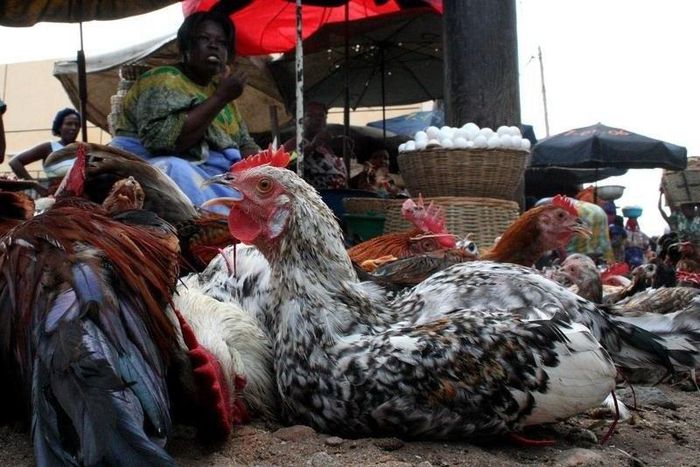 A Togolese woman sales chickens at a market in the capital Lome. File Photo.