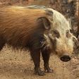 A Bush Pig (Illustration)