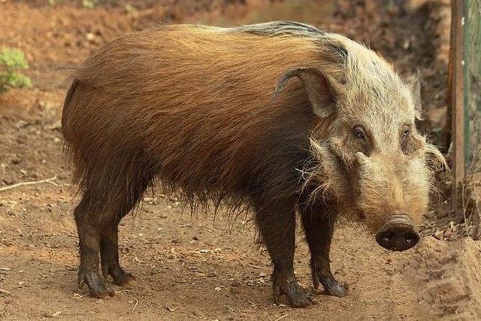 A Bush Pig (Illustration)