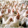 Birds in a poultry