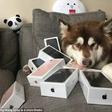 Coco and the iPhone 7's