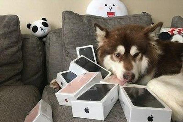 Coco and the iPhone 7's