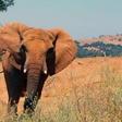 Elephant (For illustration purposes)