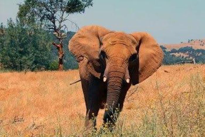 Elephant (For illustration purposes)