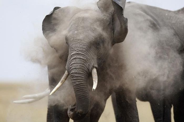Tanzanian police seize tusks from about 45 elephants, arrest two suspects
