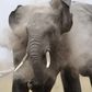 An elephant plays in the dust after cooling in a pond during a census at the Amboseli National Park, 290 km (188 miles) southeast of Kenya's capital Nairobi, October 9, 2013. REUTERS/Thomas Mukoya