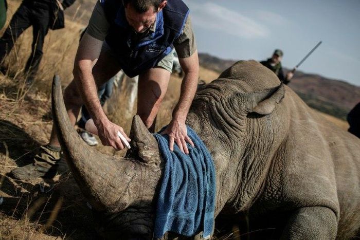 A veterinary attends to a tranquilized Rhino to be microchipped during an operation of RHINO911, a non-governmental organization on September 19, 2016 at the Pilanesberg National Park in the North West province, South Africa