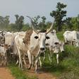 Cattle