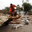 Over 800 stray dogs poisoned in Karachi, Pakistan