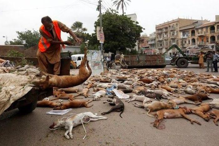 Over 800 stray dogs poisoned in Karachi, Pakistan