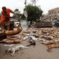 Over 800 stray dogs poisoned in Karachi, Pakistan