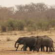 A herd of elephants walk at a watering hole in Hwange National Park in Zimbabwe, September 29, 2015. REUTERS/Philimon Bulawayo