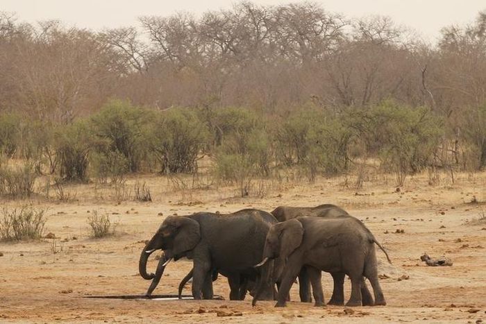 A herd of elephants walk at a watering hole in Hwange National Park in Zimbabwe, September 29, 2015. REUTERS/Philimon Bulawayo