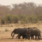 A herd of elephants walk at a watering hole in Hwange National Park in Zimbabwe, September 29, 2015. REUTERS/Philimon Bulawayo