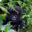 Demand for meat and body parts has driven the gorilla to near extinction 