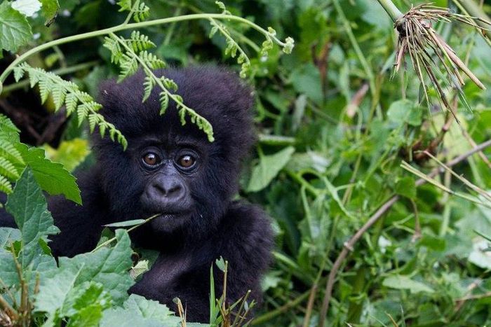 Demand for meat and body parts has driven the gorilla to near extinction 