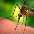 Mosquito