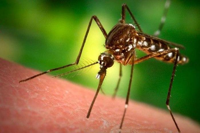 Mosquito
