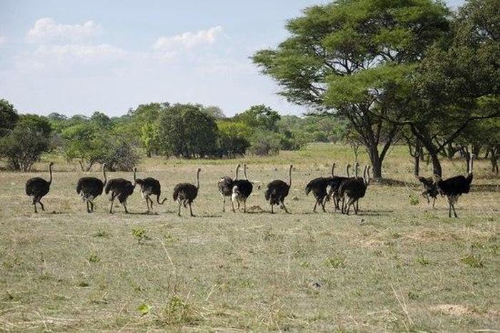 Nigerian leaders are playing 'Ostrich game' with the country