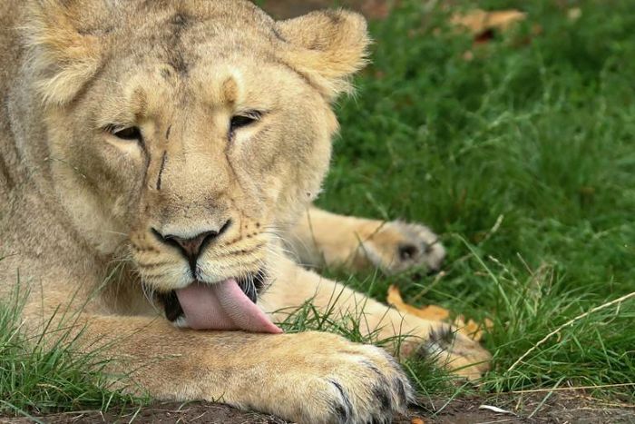 An Asiatic lioness at the Prague zoo underwent artificial insemination in the zoo's latest attempt to breed the lions since 2015
