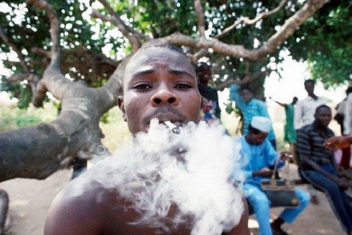 Indian Hemp could scatter the smoker's head