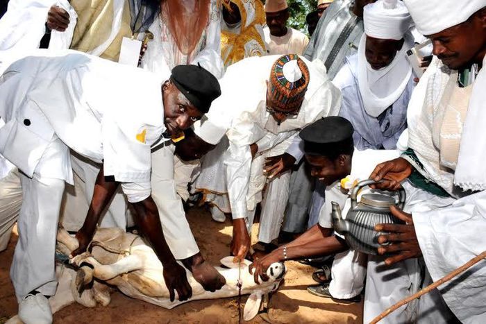 President Muhammadu Buhari slaughters ram in commemoration of Eid-el-Kabir in Daura, Katsina State on September 24, 2015
