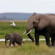 A bird flies over a family of elephants walking in the Amboseli National Park, southeast of Kenya's capital Nairobi, April 25, 2016.