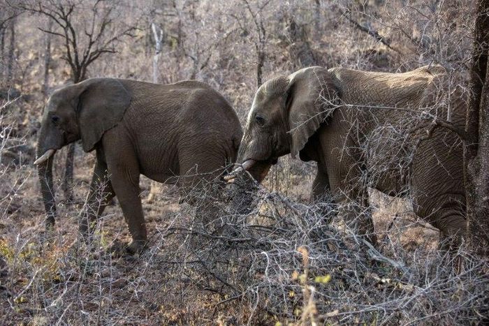 Trade in elephant ivory is strictly forbidden, but Namibia and Zimbabwe want the ban lifted so they can sell stockpiles and fund conservation initiatives The Convention on International Trade in Endangered Species of Wild Fauna and Flora (CITES 2016) c...