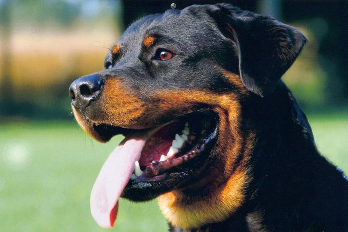 ___5353058___https:______static.pulse.com.gh___webservice___escenic___binary___5353058___2016___8___8___11___rot1