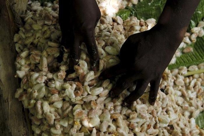 A worker dries cocoa beans at a village in N'Douci, Ivory Coast, November 27, 2015. REUTERS/Luc Gnago
