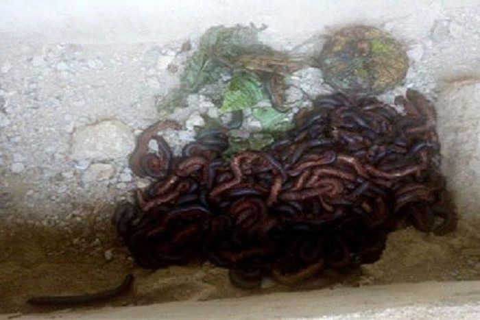 The invoked millipedes