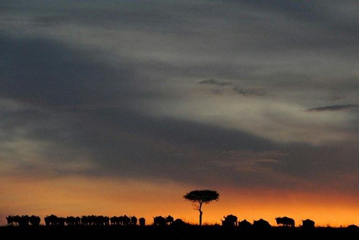 The stabbing occurred at Keekorok Lodge in Masai Mara, a large game reserve in southwestern Kenya 