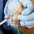 A rat is being used for test on the Lassa Fever virus.