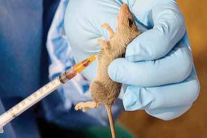 A rat is being used for test on the Lassa Fever virus.