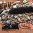 Dead tiger cubs found in Thai temple amid trafficking fears