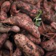Freshly harvested sweet potatoes are shown in a basket after they were picked during the fall harvest of the White House Kitchen Garden at the White House in Washington, October 20, 2010