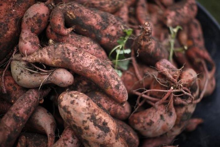 Freshly harvested sweet potatoes are shown in a basket after they were picked during the fall harvest of the White House Kitchen Garden at the White House in Washington, October 20, 2010