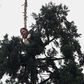 Man goes viral after staying in tree for 25 hours