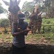 2face Idibia feeding Giraffes