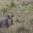 A White Rhino walks through scrub in the dusk light in Pilanesberg National Park in South Africa's North West Province, in this file picture taken April 19, 2012.