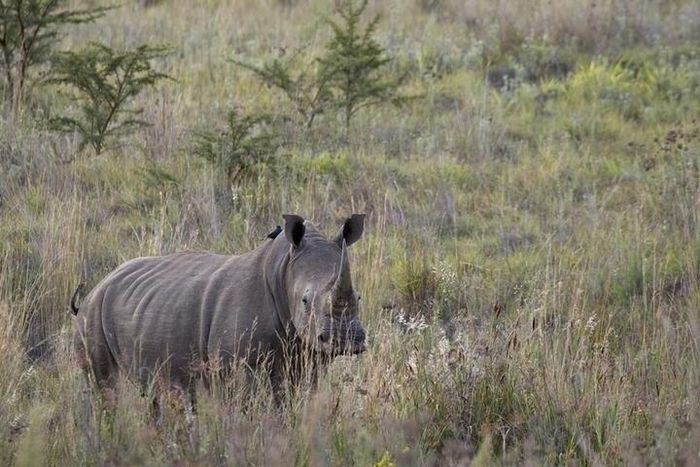 A White Rhino walks through scrub in the dusk light in Pilanesberg National Park in South Africa's North West Province, in this file picture taken April 19, 2012.