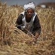 Egypt's local wheat purchases thrown into question amid fraud allegations