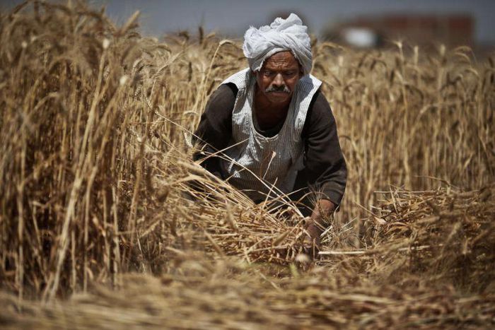 Egypt's local wheat purchases thrown into question amid fraud allegations