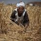 Egypt's local wheat purchases thrown into question amid fraud allegations