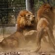 Some of the 33 lions rescued from circuses in Peru and Columbia are seen as they fight after being released at their final destination at the Emoya Big Cat Sanctuary, outside Vaalwater in South Africa's northern Limpopo province, May 1, 2016.