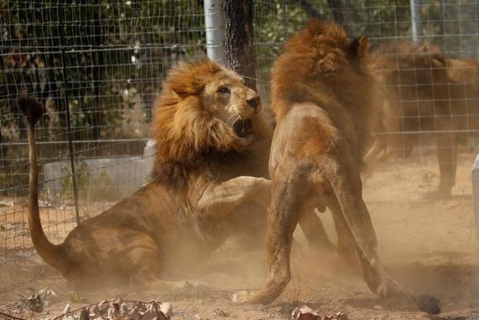 Some of the 33 lions rescued from circuses in Peru and Columbia are seen as they fight after being released at their final destination at the Emoya Big Cat Sanctuary, outside Vaalwater in South Africa's northern Limpopo province, May 1, 2016.