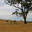 Drought-hit Kenyan herders turn to new money-maker: hay