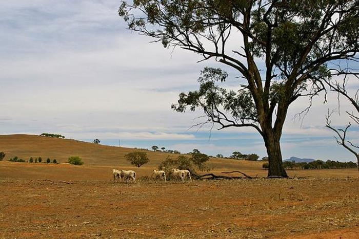 Drought-hit Kenyan herders turn to new money-maker: hay