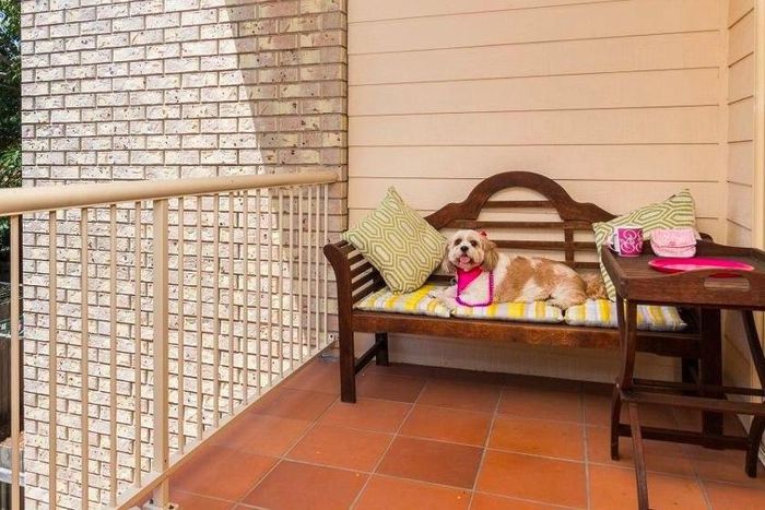 Cute dog helps sell houses in Australia