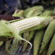 A hawker prepares a cob of corn at his makeshift shop in Soweto, January 27, 2016. S . REUTERS/Siphiwe Sibeko